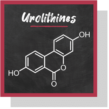 urolithines : des molécules de la grenade bio plus petites que la punicalagine