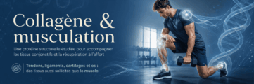 Collagène et musculation