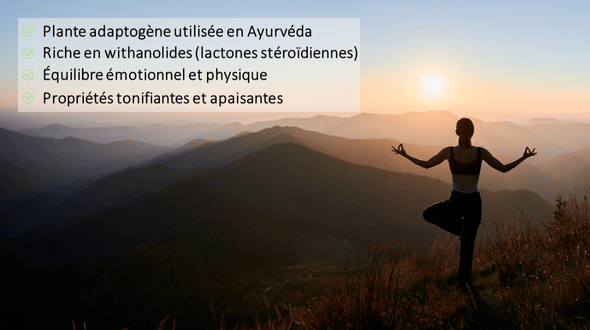les points forts de l'ashwagandha qualité shoden