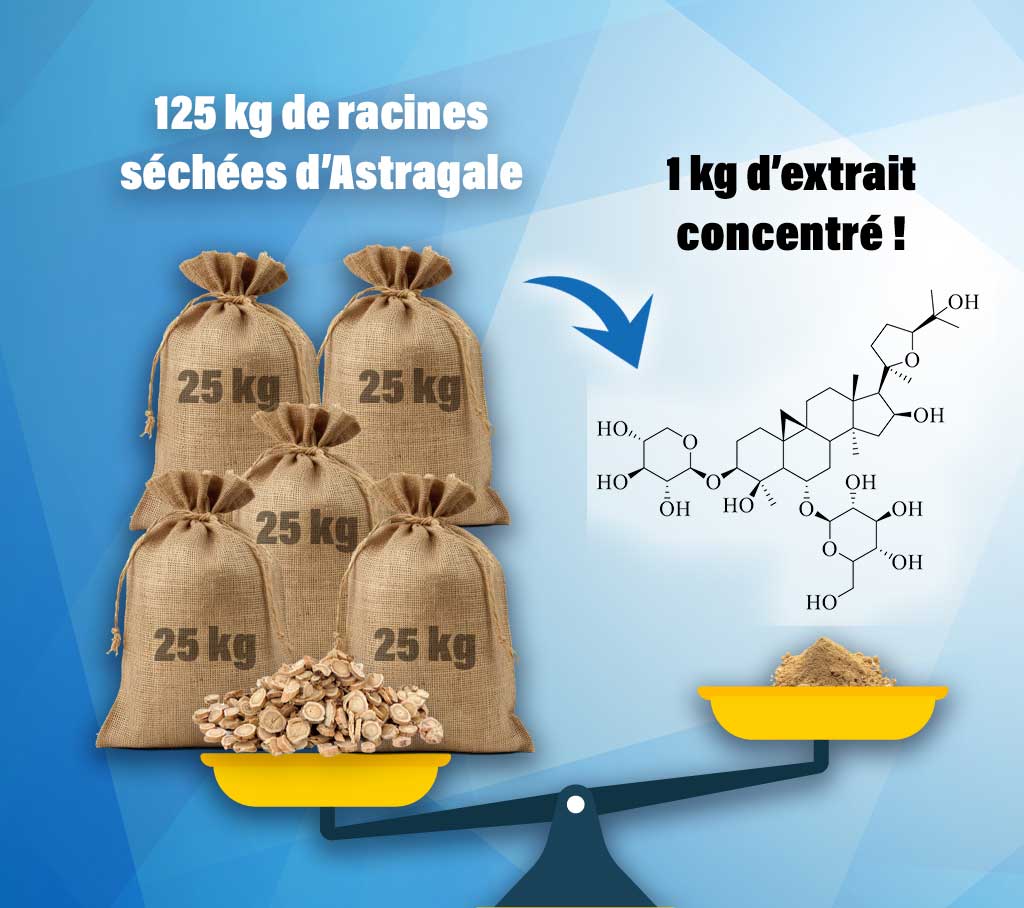 125 kg de racines séchées d'astragale pour obtenir 1 kg d’extrait d'astragale mis en œuvre dans Telomerstim.