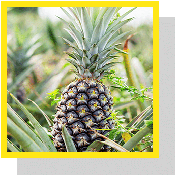 La bromélaine appelée aussi broméline ou bromélase