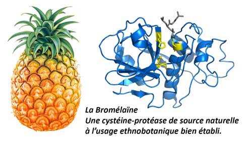 La bromélaine, une cystéine-protéase de source naturelle à l'usage ethnobotanique bien établi