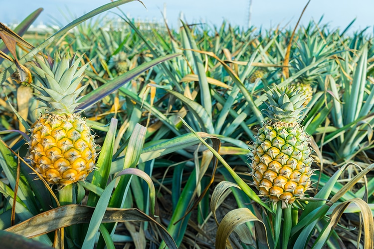 la bromélaine, le principe actif de l'ananas cosomus