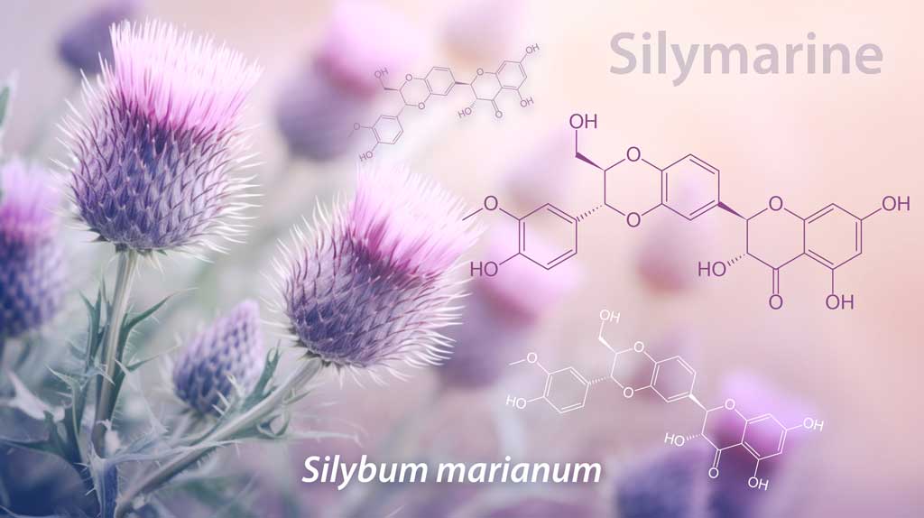 La sylimarine, le principe actif emblématique du chardon-marie