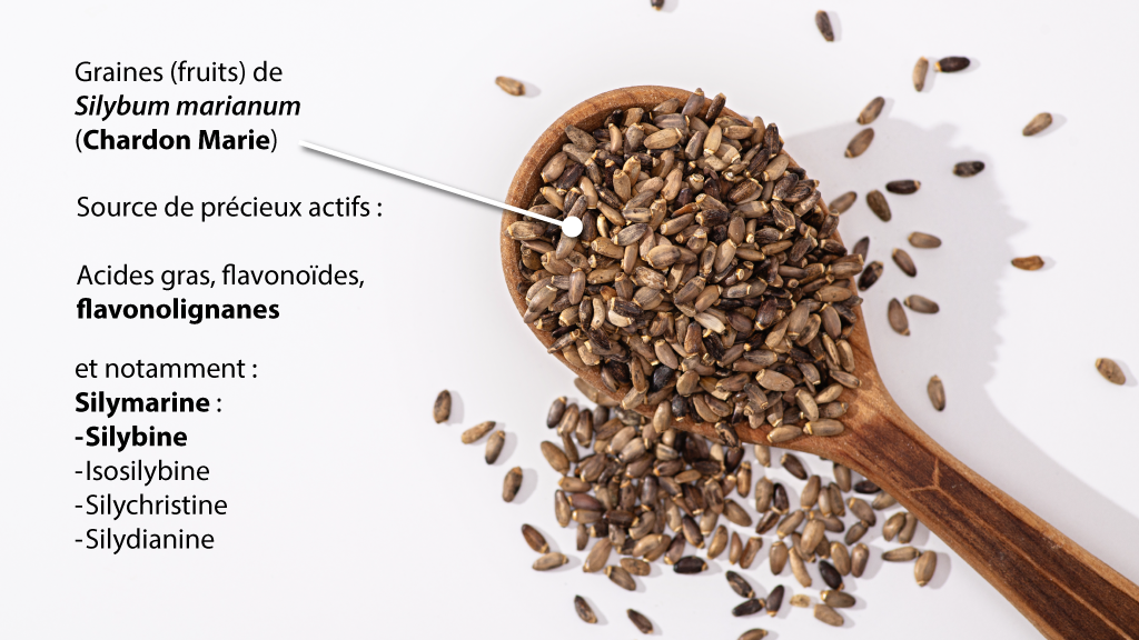Les graines de chardon-marie appelées aussi fruits, sources des principes actifs du chardon-marie : acides gras, flavonoides, flavonolignanes, Silymarine, Silybine, Isolilybine, Silychristine, Silydianine