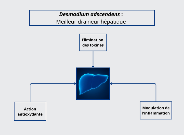 Mécanismes d’action expliquant les bienfaits et les vertus de desmodium adscendens