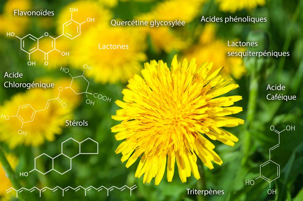 Les fleurs du pissenlit et ses principes actifs : Lactones, lactones sesquiterpéniques, acide chlorogénique, Acide Caféique, stérols, Triterpénes