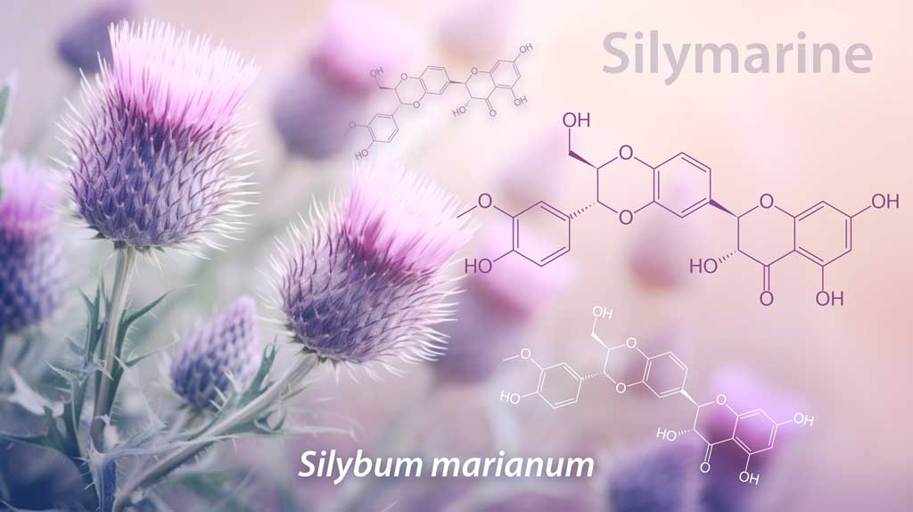 Les fleurs de chardon-marie et son principe actif Silymarine