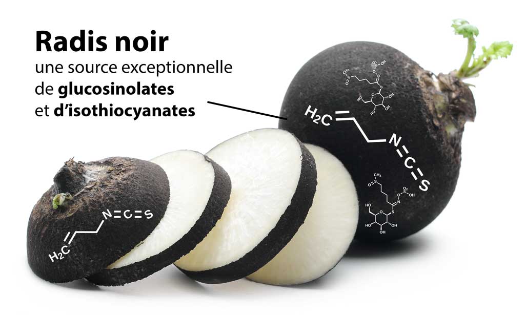 Radis noir, une source exceptionnelle de glucosinolates et d'isthiocyanates