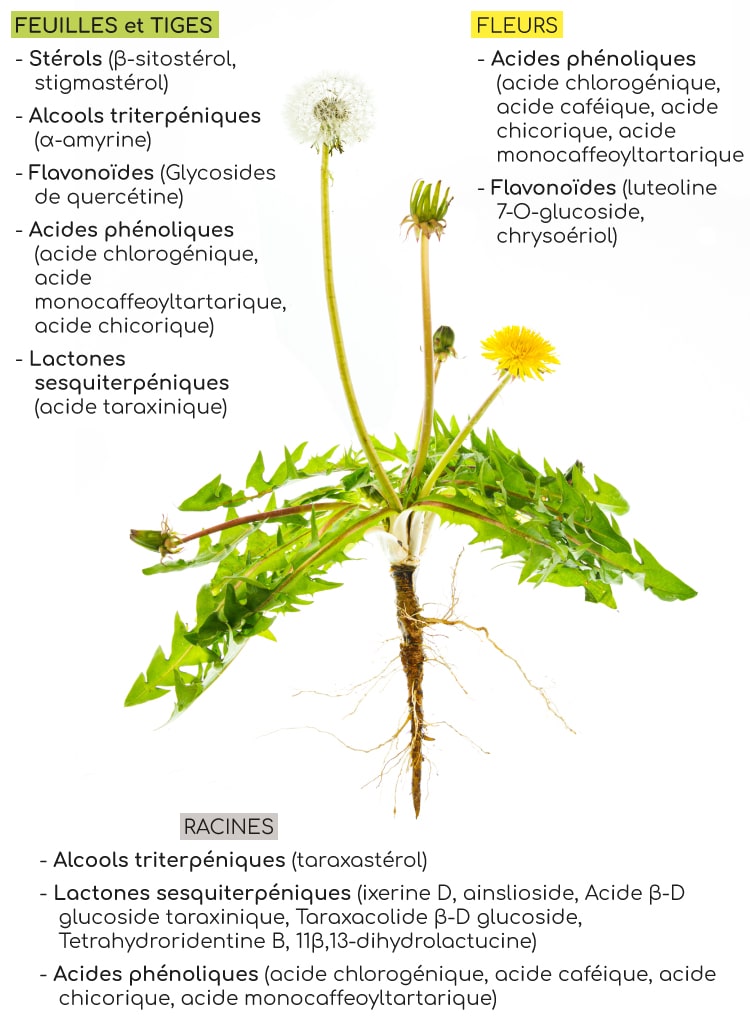 Les composés bioactifs ou principes actifs du pissenlit : les lactones sesquiterpéniques, les alcools triterpéniques, des polyphénols et des caroténoïdes