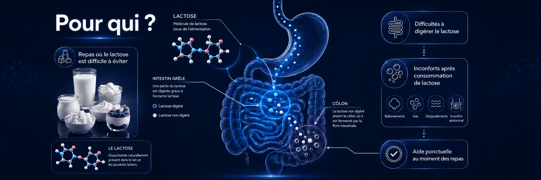 Pour qui la lactase ?