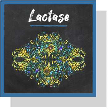 L'enzyme lactase