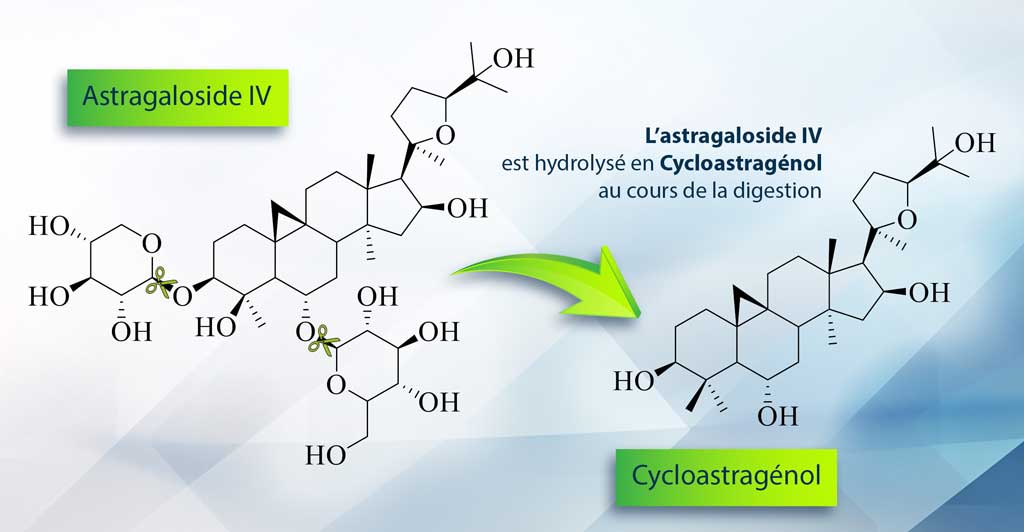 Astragaloside IV hydrolyse Cycloastragenol