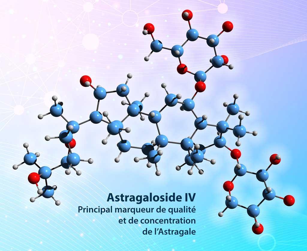 Astragaloside IV marqueur qualite concentration astragale