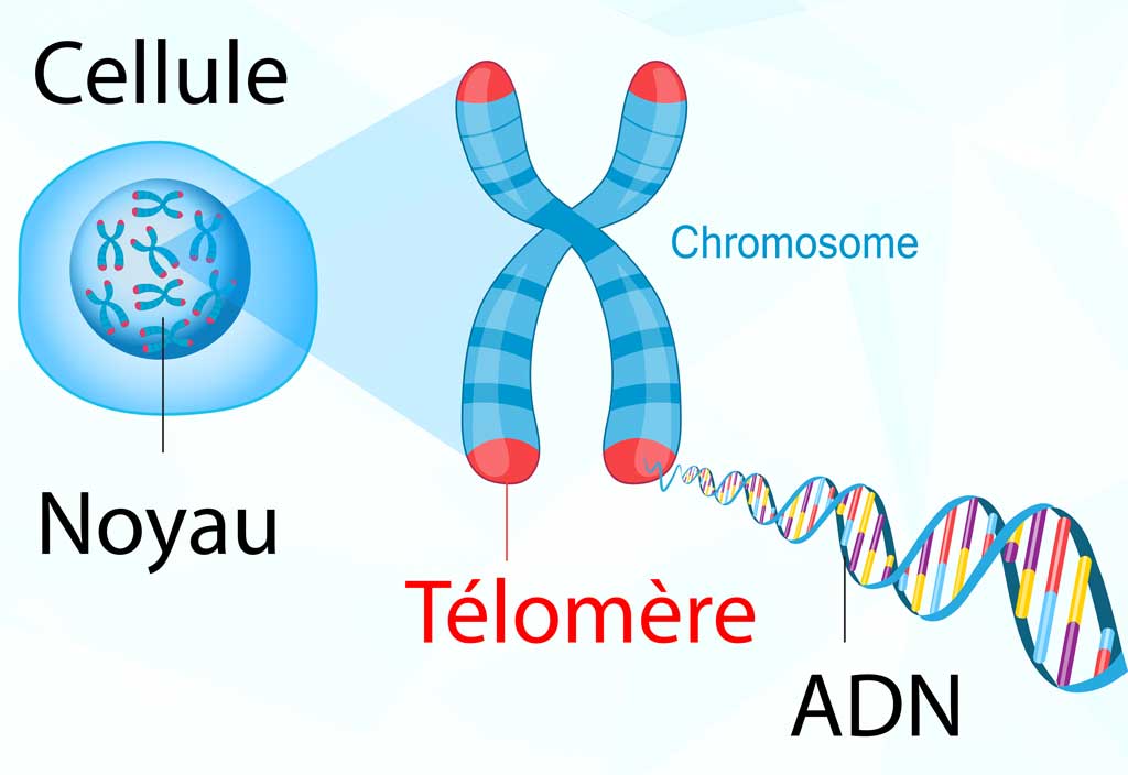 Cellule Chromosome Telomeres ADN