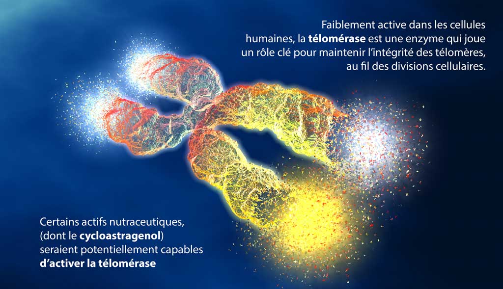 Telomerase integrite telomeres cycloastragenol