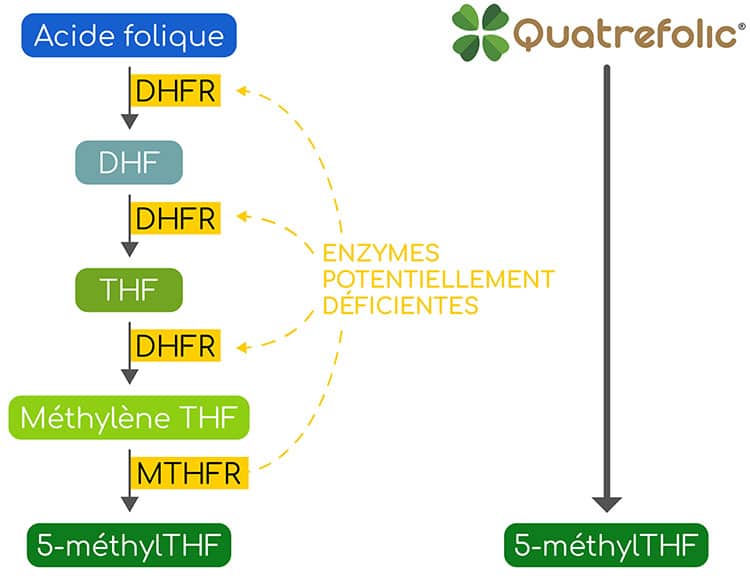 Différence entre l'acide folique et quatrfolic