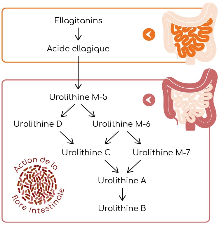 synthèse des ellagitannins en urolithines 