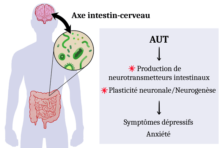 Axe intestin cerveau