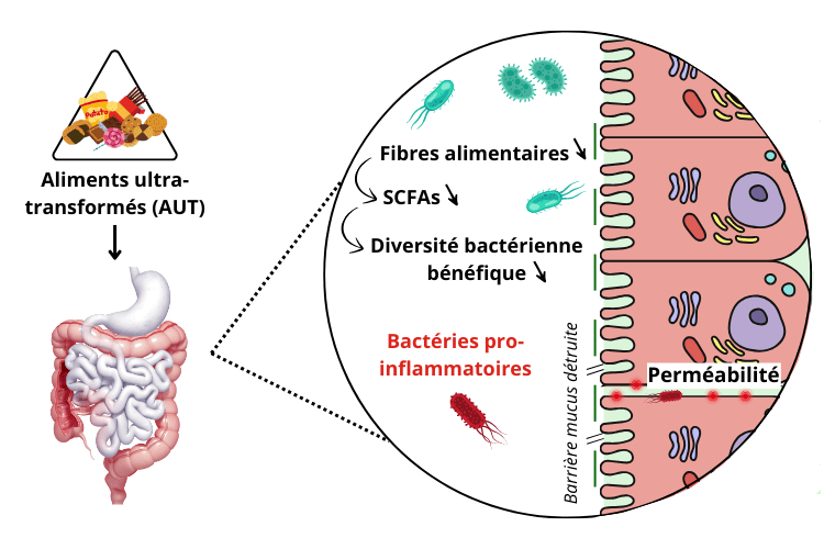 Effets délétères des AUT sur la barrière intestinale