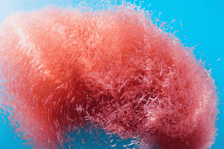 Euphausia superba se regroupant en d’immenses essaims