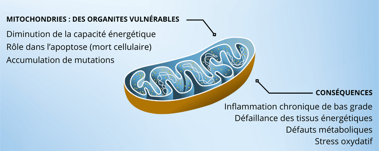 Mitochondrie et vieillissement cellulaire