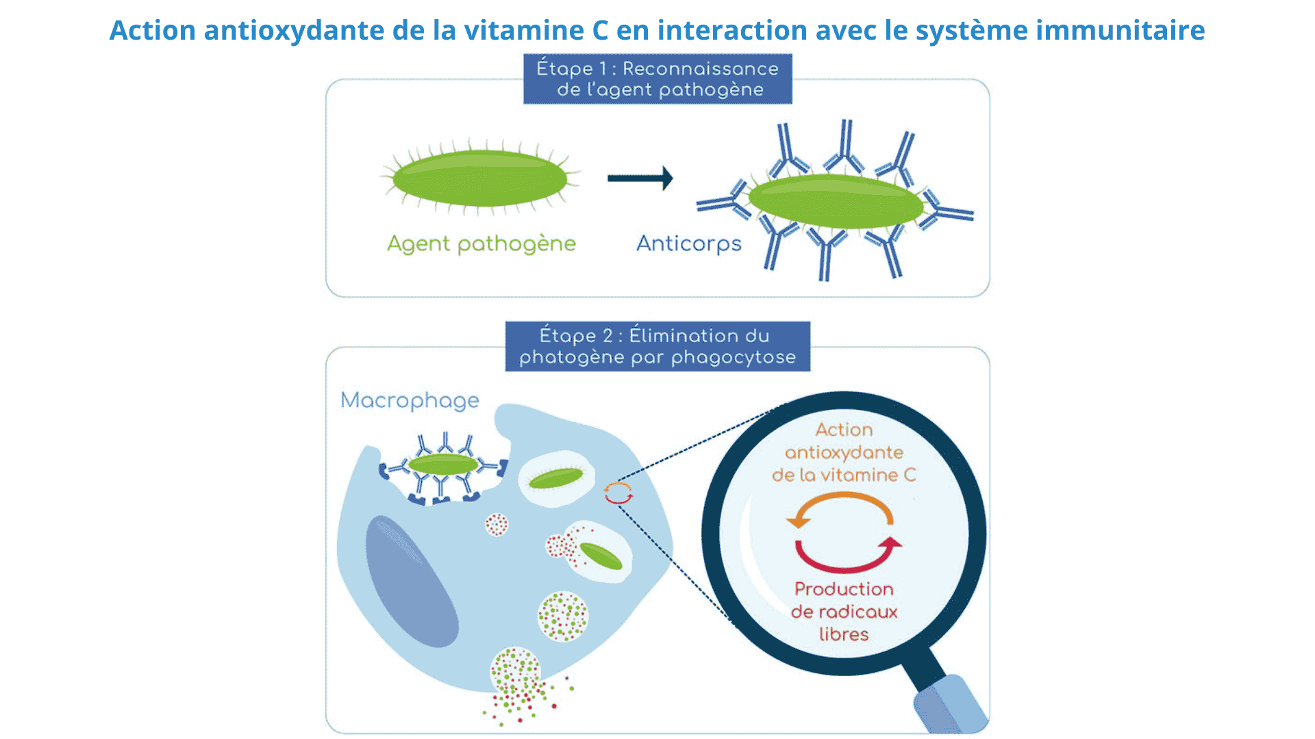 action antioxydante de la vitamine c en interaction avec le système immunitaire