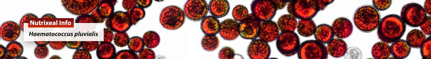 Voir la fiche sur la Haematococcus pluvialis sur Nutrixeal Info