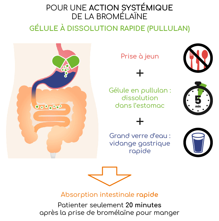 Pour une action systémique de la bromélaïne : choisissez les gélules à dissolution rapide.
