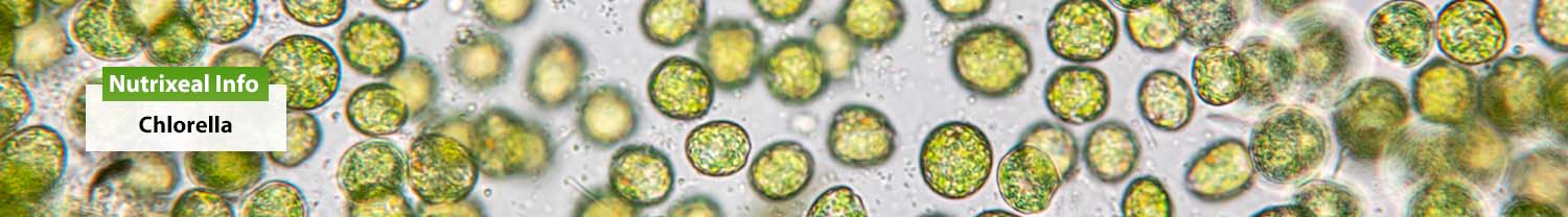 Voir la fiche sur la chlorella sur Nutrixeal Info