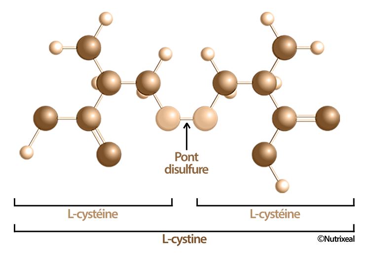 Cystéine et cystine