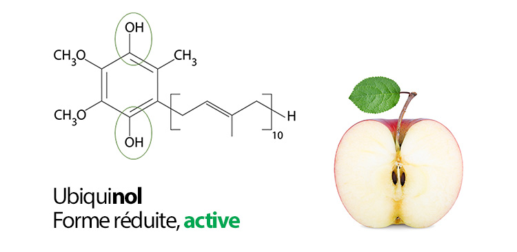 L'ubiquinol est la forme réduite, active, de la coenzyme Q10.
