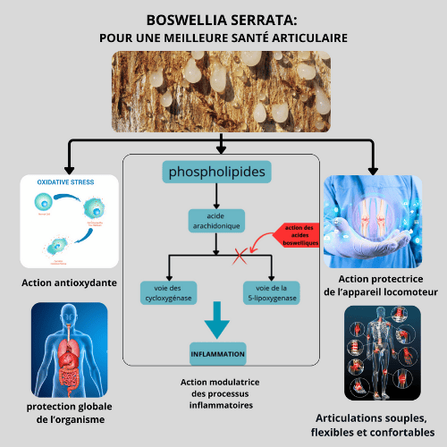 Boswellia serrata, pour une meilleure santé articualire