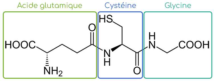 Structure chimique du glutathion réduit (GSH).