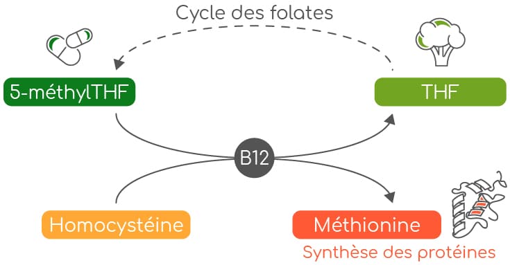 vitamine b9 et méthionine