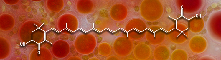 La microalge Haematoccus pluvialisest la meilleure source alimentaired'astaxanthine.