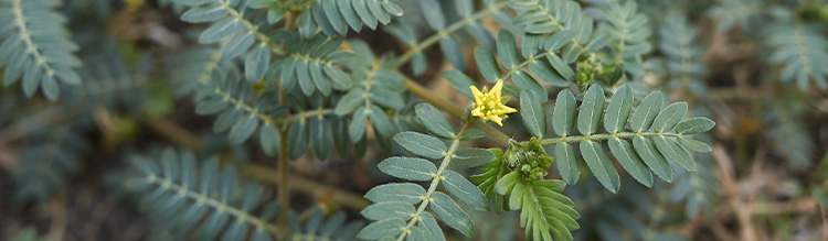 Tribulus terrestris Nutrixeal