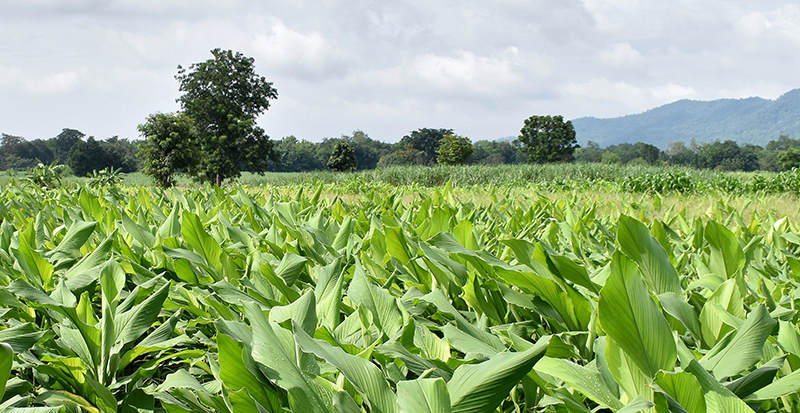 Culture de curcuma longa
