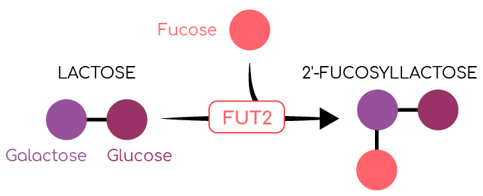 PrebioLife®: 2’-Fucosyllactose pur ≥98% – Poudre hydrosoluble