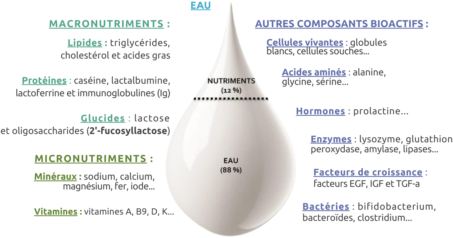 Les composants du lait maternel