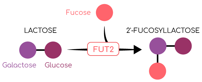 Synthèse du 2’-fucosyllactose par la FUT 2
