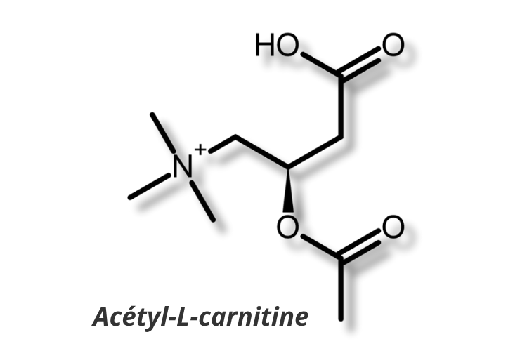 Structure molécualire d'Acétyl-L-carnitine