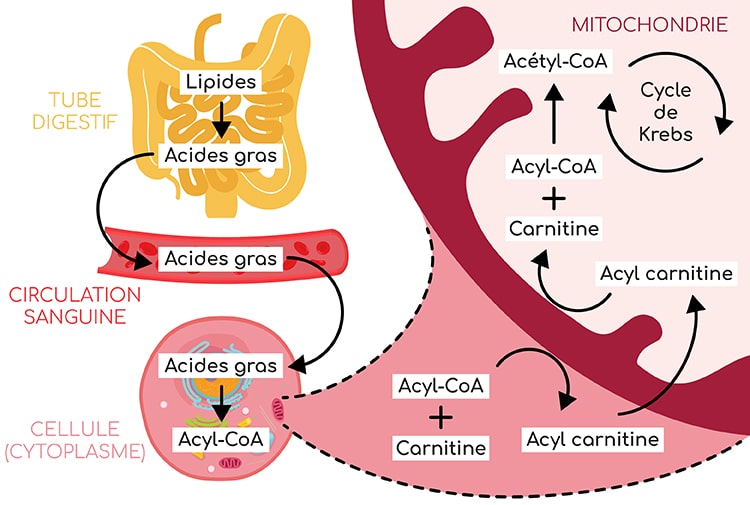 Acétyl-L-carnitine forme acétylée de la L-carnitine