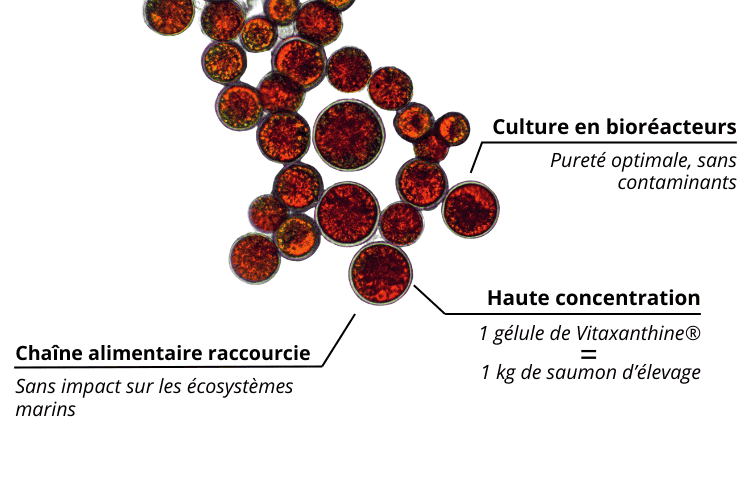 Astaxanthine et raccourcissement de la chaine alimentaire