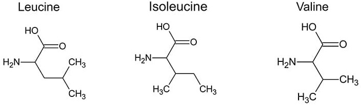Les structures moléculaires de la leucine, isoleucine et valine 