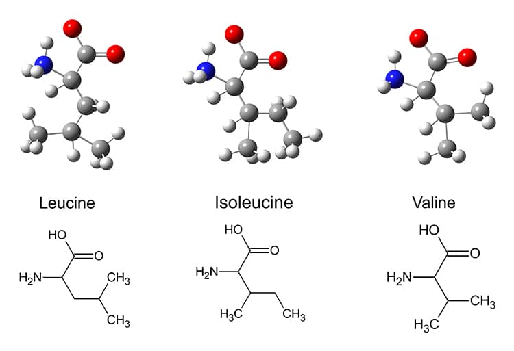 Structures moléculaires BCAA acides aminés branchés
