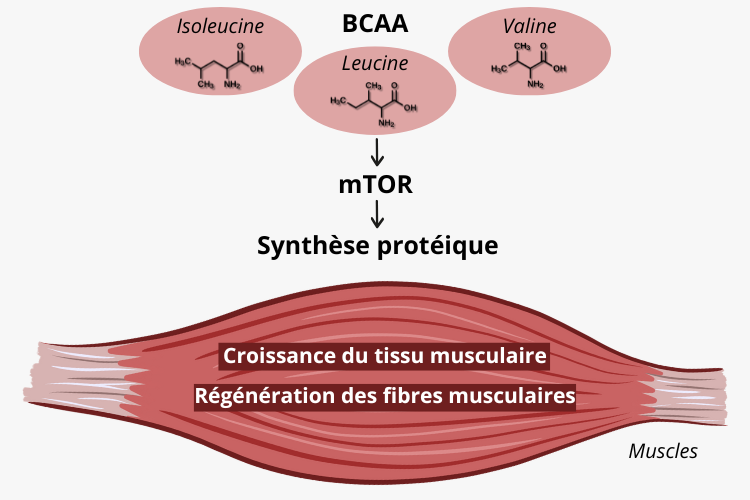 Bienfait des BCAA 2.1.1 : Soutien de la synthèse des protéines musculaires