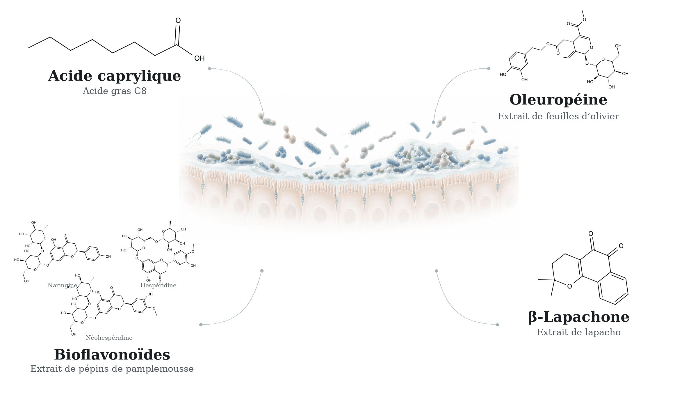 complexe phytonutritionnel conçu pour accompagner l’équilibre de l’écosystème intestinal