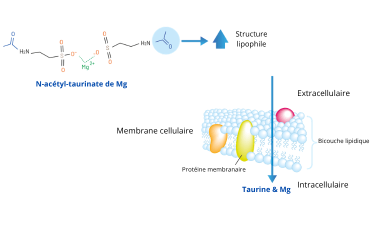 acétyl-taurinate de magnésium Ata Mg®