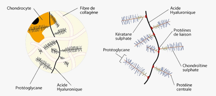 chondoitine au sein de la matrice extracellulaire du cartilage